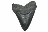 Fossil Megalodon Tooth - South Carolina #371767-1